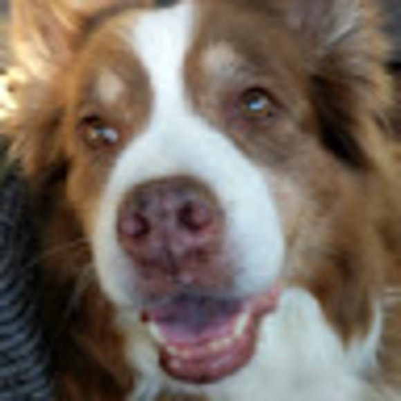 Meet your Posher, Megan - Picture 1 of 1